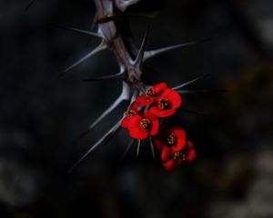 Preview wallpaper flowers, thorns, needles, red, blur