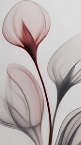 Preview wallpaper flowers, transparent, light, abstraction