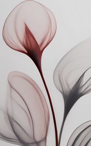 Preview wallpaper flowers, transparent, light, abstraction