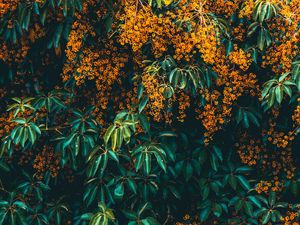 Preview wallpaper flowers, tree, bloom, plant, bush