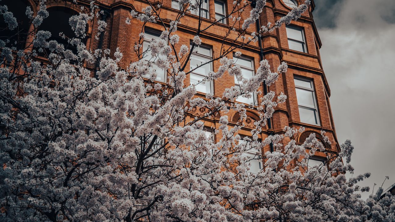Wallpaper flowers, tree, branches, building