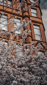 Preview wallpaper flowers, tree, branches, building