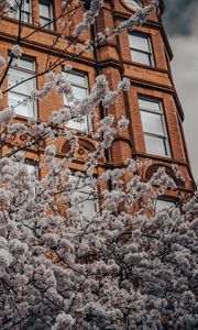 Preview wallpaper flowers, tree, branches, building