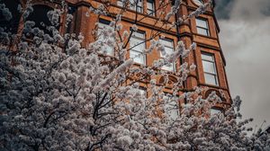 Preview wallpaper flowers, tree, branches, building