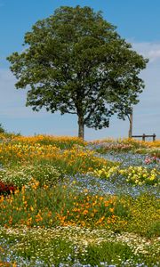 Preview wallpaper flowers, tree, garden, field, summer, landscape