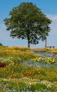 Preview wallpaper flowers, tree, garden, field, summer, landscape