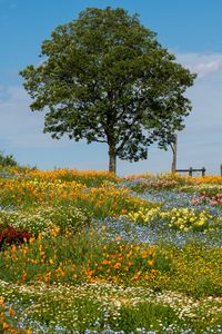 Preview wallpaper flowers, tree, garden, field, summer, landscape