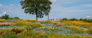 Preview wallpaper flowers, tree, garden, field, summer, landscape