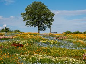 Preview wallpaper flowers, tree, garden, field, summer, landscape