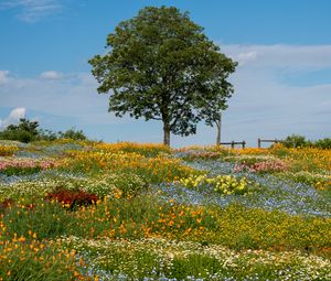 Preview wallpaper flowers, tree, garden, field, summer, landscape