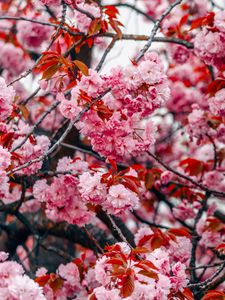 Preview wallpaper flowers, tree, pink, branches, blooms, spring