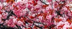 Preview wallpaper flowers, tree, pink, branches, blooms, spring