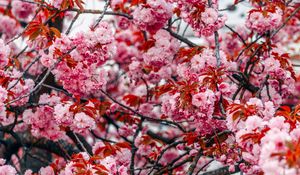 Preview wallpaper flowers, tree, pink, branches, blooms, spring