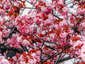 Preview wallpaper flowers, tree, pink, branches, blooms, spring