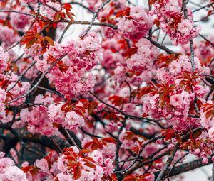 Preview wallpaper flowers, tree, pink, branches, blooms, spring