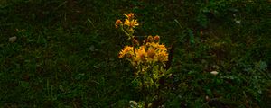 Preview wallpaper flowers, tree, sun, grass, hill, sunrise, nature