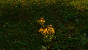 Preview wallpaper flowers, tree, sun, grass, hill, sunrise, nature