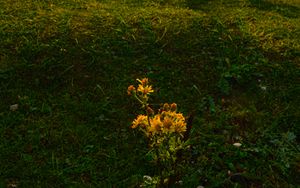 Preview wallpaper flowers, tree, sun, grass, hill, sunrise, nature
