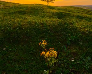 Preview wallpaper flowers, tree, sun, grass, hill, sunrise, nature