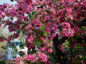 Preview wallpaper flowers, trees, flowering