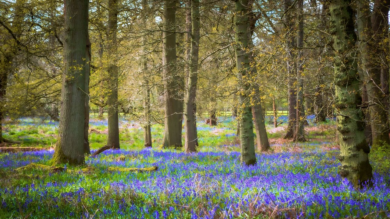 Wallpaper flowers, trees, forest, nature, landscape