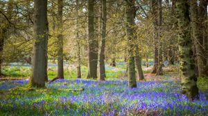 Preview wallpaper flowers, trees, forest, nature, landscape