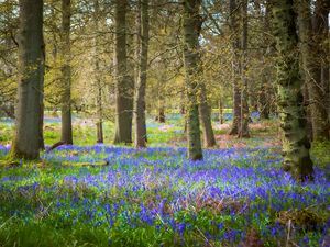 Preview wallpaper flowers, trees, forest, nature, landscape