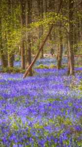 Preview wallpaper flowers, trees, forest, trunks, nature