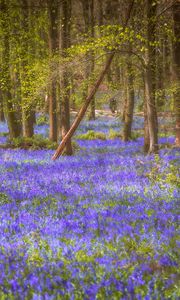 Preview wallpaper flowers, trees, forest, trunks, nature