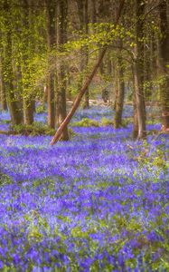 Preview wallpaper flowers, trees, forest, trunks, nature