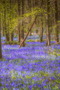 Preview wallpaper flowers, trees, forest, trunks, nature