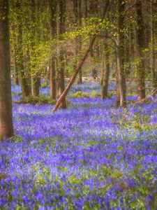 Preview wallpaper flowers, trees, forest, trunks, nature