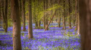 Preview wallpaper flowers, trees, forest, trunks, nature