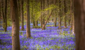 Preview wallpaper flowers, trees, forest, trunks, nature