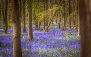 Preview wallpaper flowers, trees, forest, trunks, nature