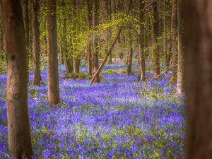 Preview wallpaper flowers, trees, forest, trunks, nature