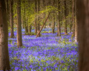 Preview wallpaper flowers, trees, forest, trunks, nature
