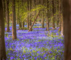 Preview wallpaper flowers, trees, forest, trunks, nature