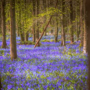 Preview wallpaper flowers, trees, forest, trunks, nature
