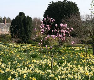 Preview wallpaper flowers, trees, garden