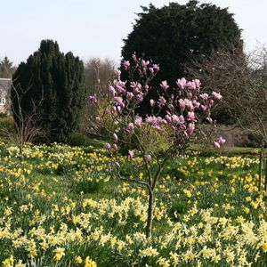 Preview wallpaper flowers, trees, garden