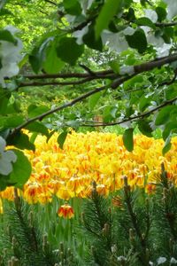 Preview wallpaper flowers, trees, gardens, tulips, spring