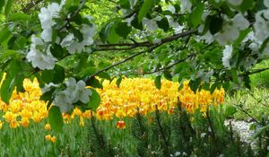 Preview wallpaper flowers, trees, gardens, tulips, spring