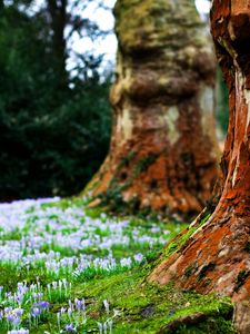 Preview wallpaper flowers, trees, grass, bark