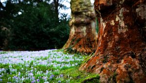 Preview wallpaper flowers, trees, grass, bark