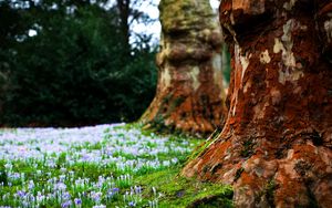 Preview wallpaper flowers, trees, grass, bark