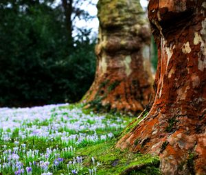 Preview wallpaper flowers, trees, grass, bark