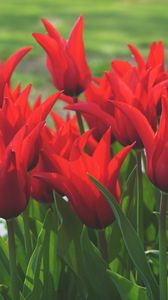 Preview wallpaper flowers, tulips, box, red