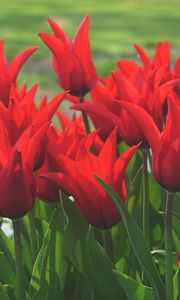 Preview wallpaper flowers, tulips, box, red