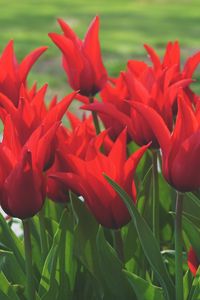 Preview wallpaper flowers, tulips, box, red